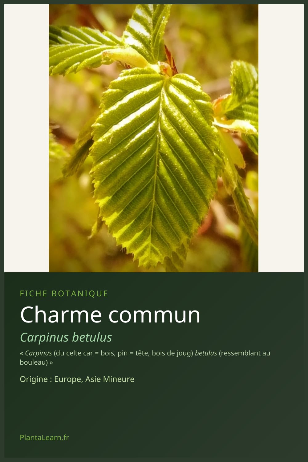 Charme commun — Pin Pinterest