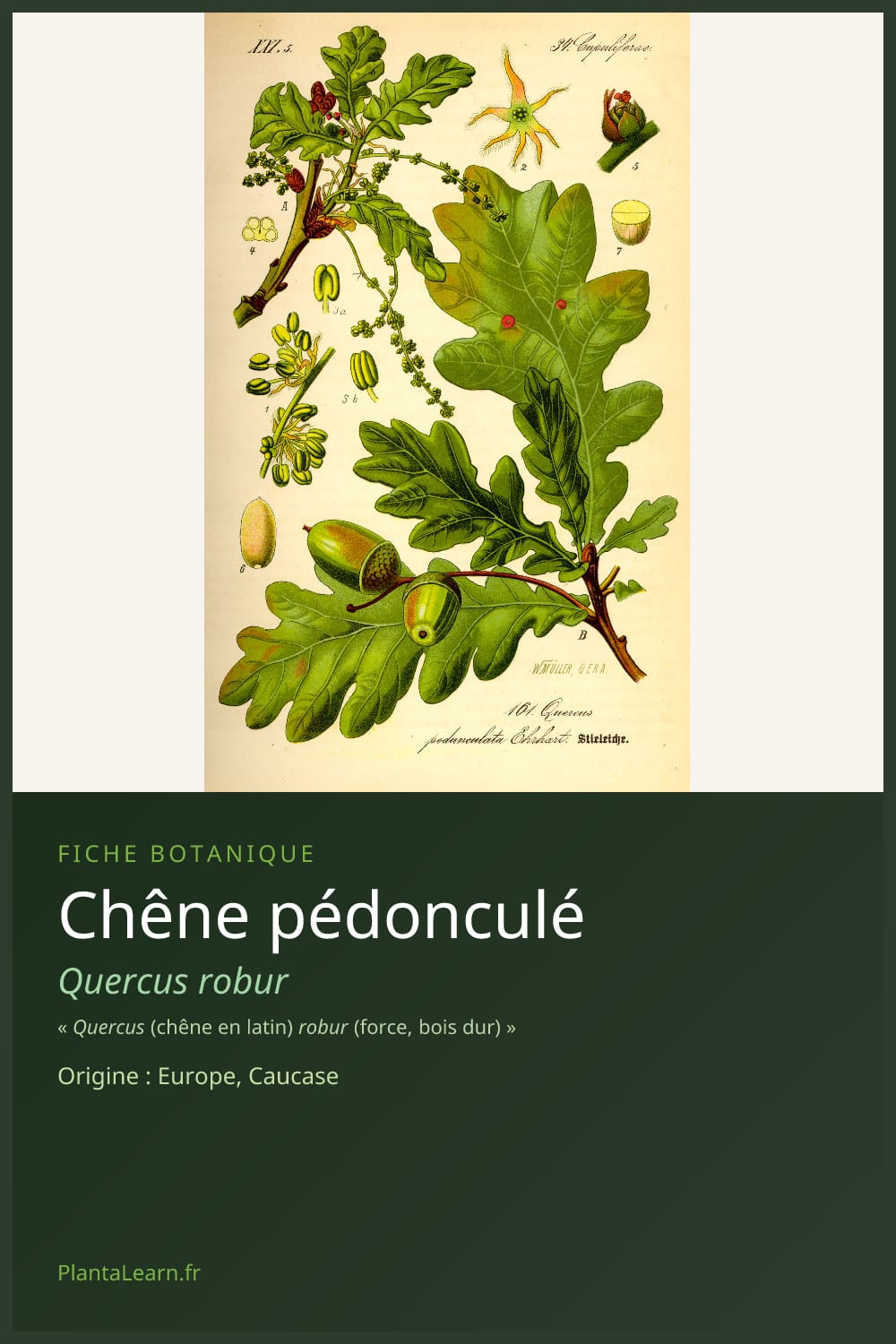 Chêne pédonculé — Pin Pinterest
