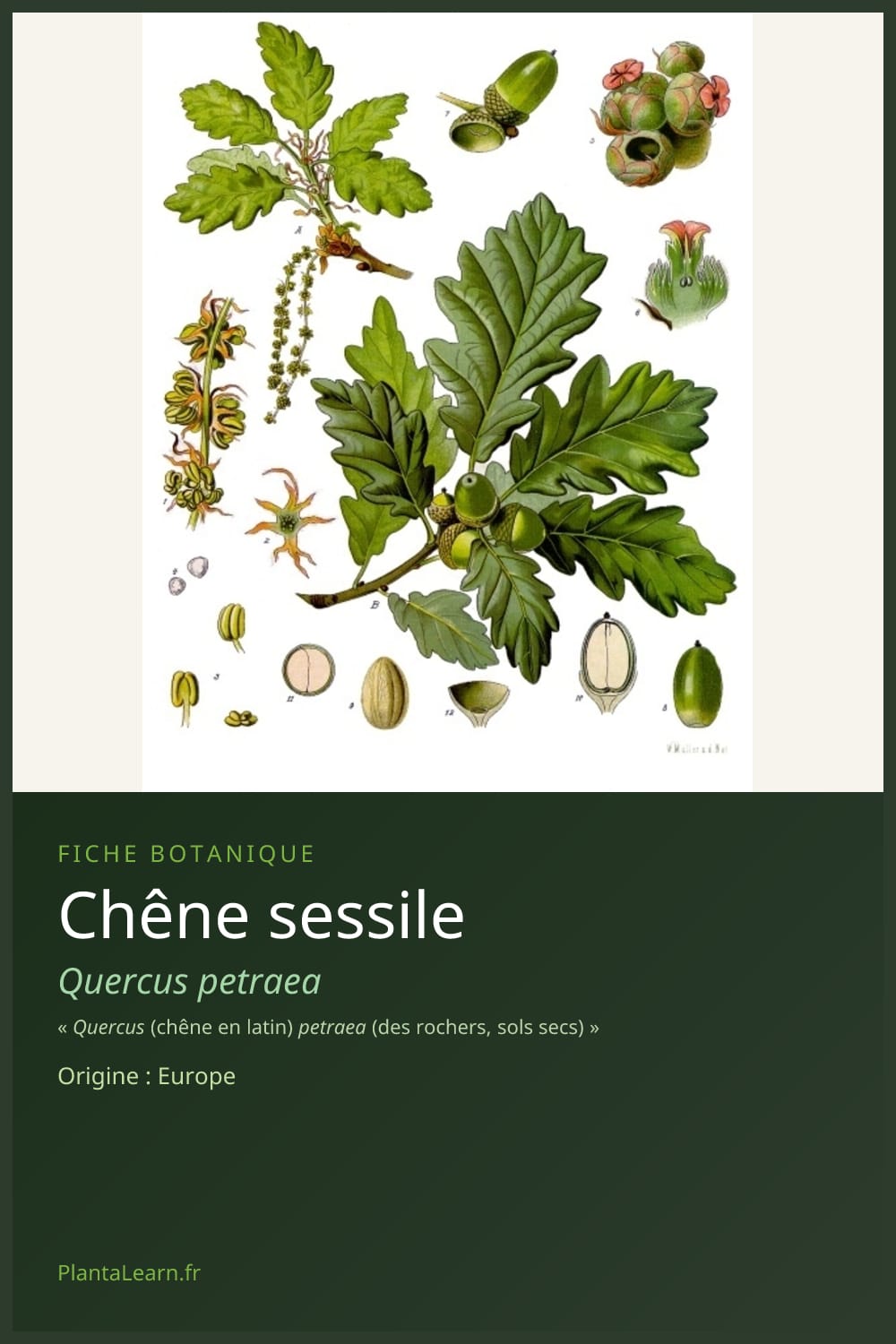 Chêne sessile — Pin Pinterest
