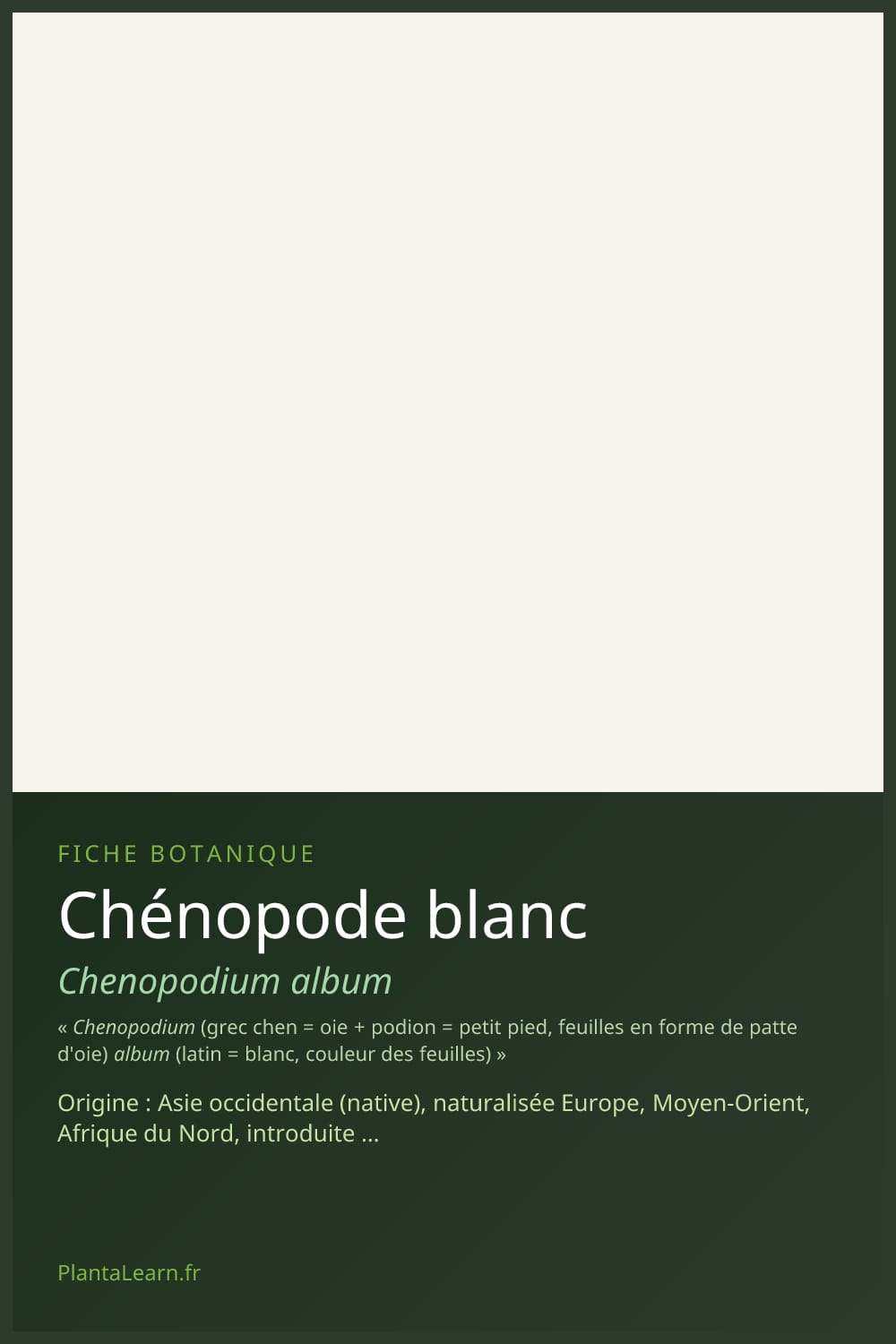 Chénopode blanc — Pin Pinterest