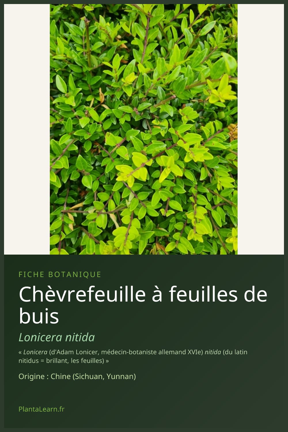 Chèvrefeuille à feuilles de buis — Pin Pinterest