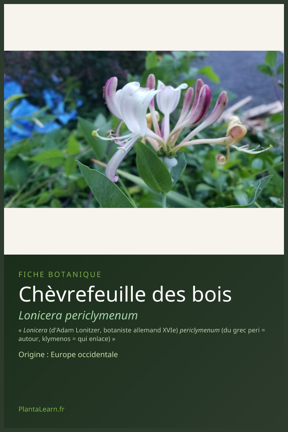 Chèvrefeuille des bois — Pin Pinterest