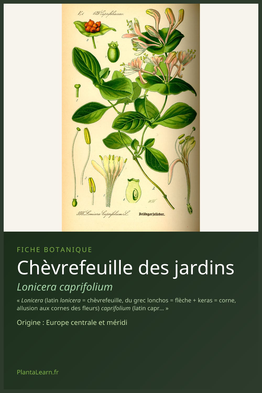 Chèvrefeuille des jardins — Pin Pinterest