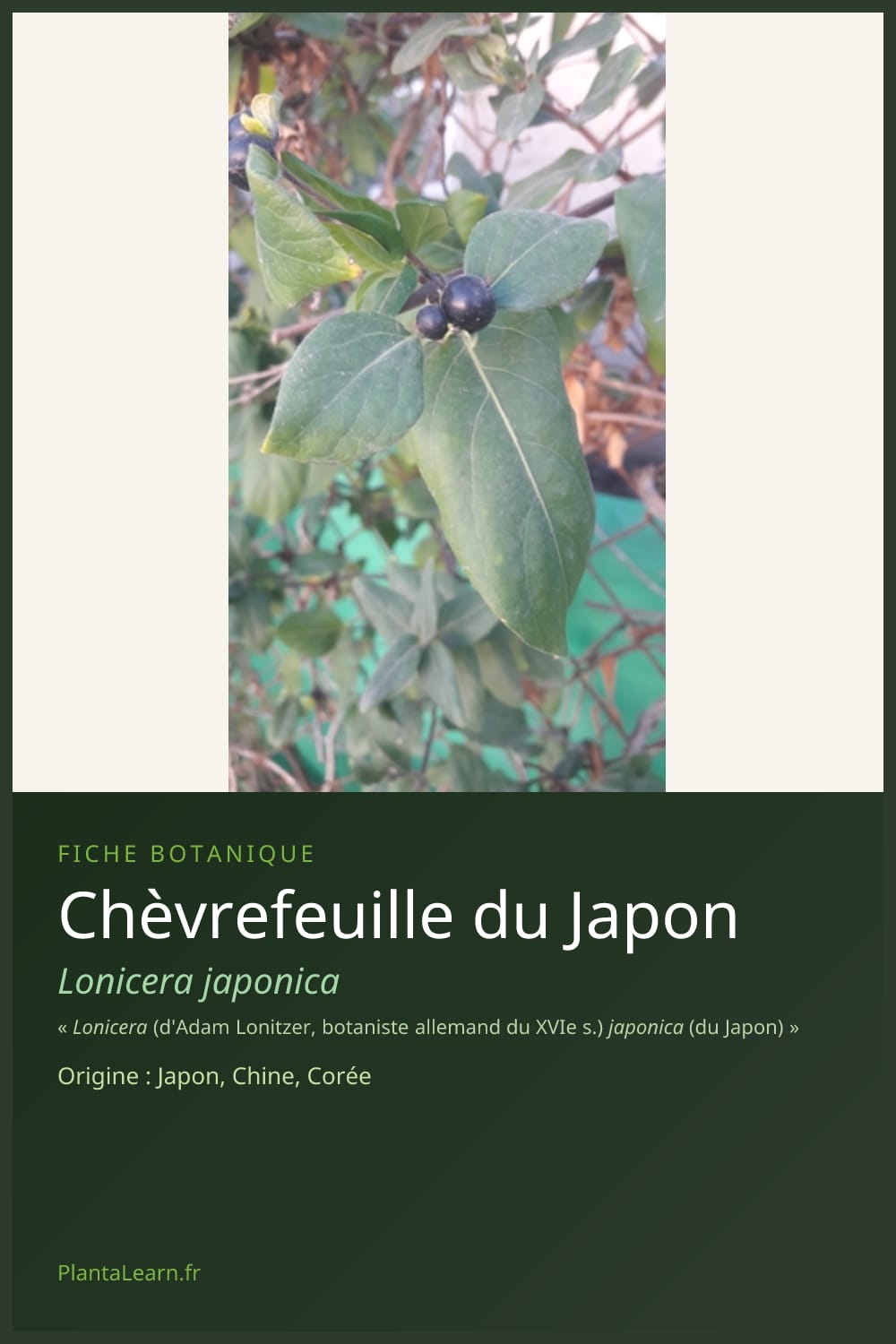 Chèvrefeuille du Japon — Pin Pinterest
