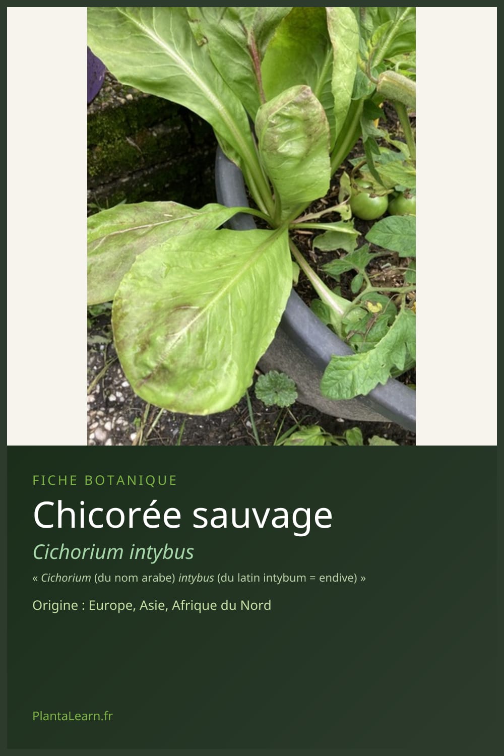 Chicorée sauvage — Pin Pinterest
