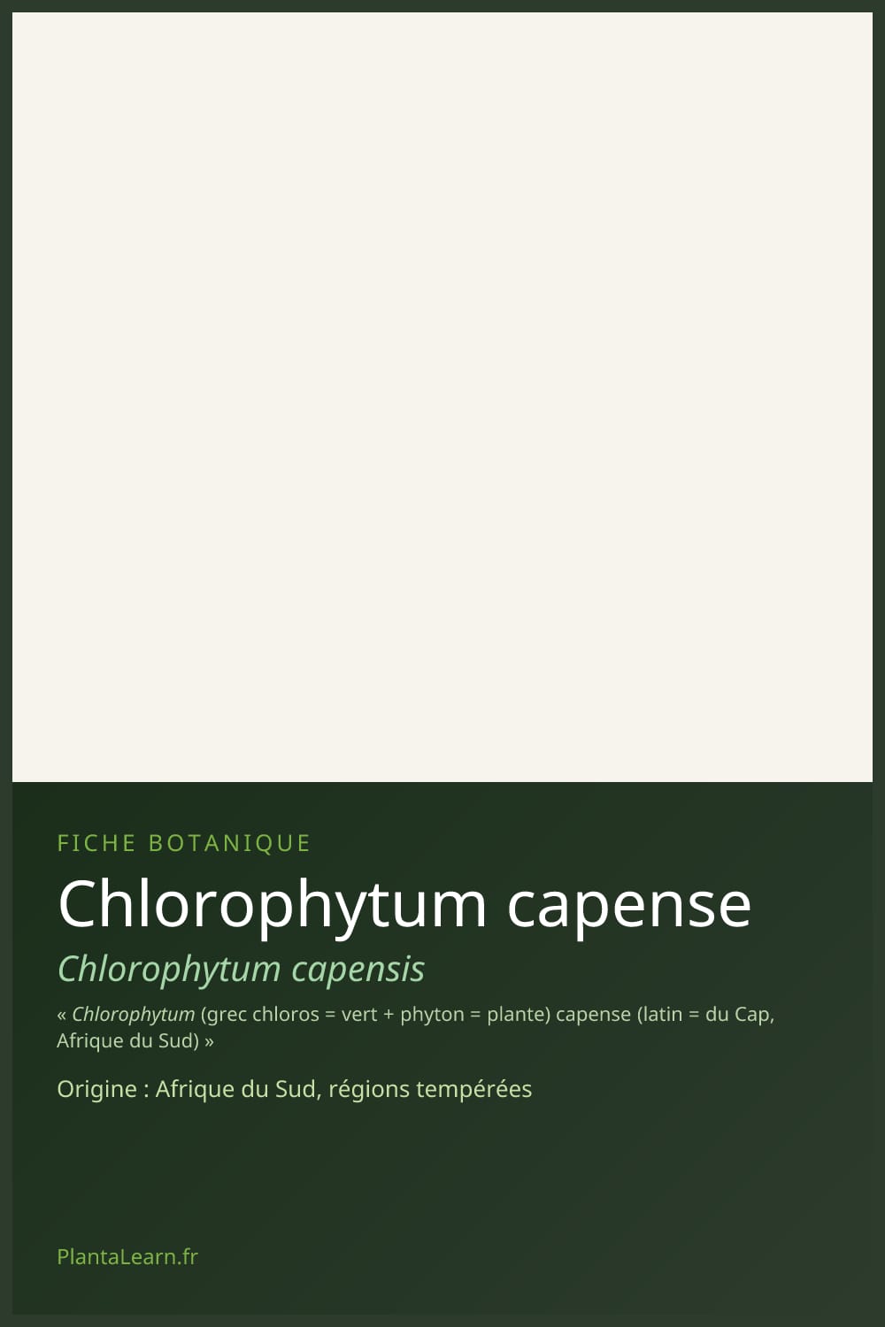 Chlorophytum capense — Pin Pinterest