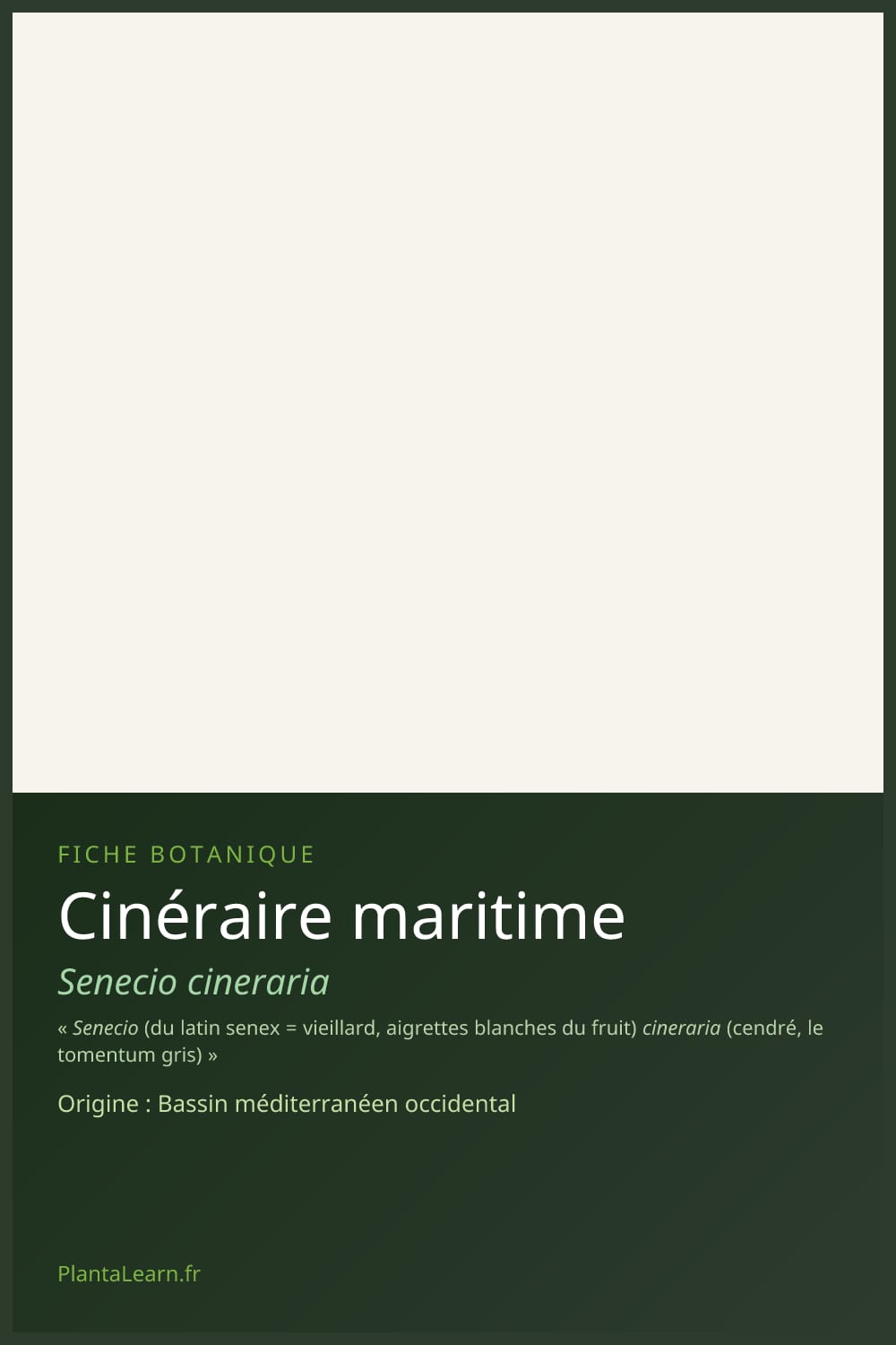 Cinéraire maritime — Pin Pinterest