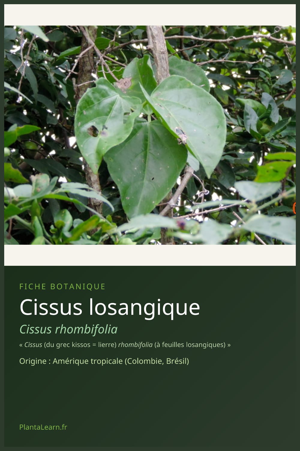 Cissus losangique — Pin Pinterest