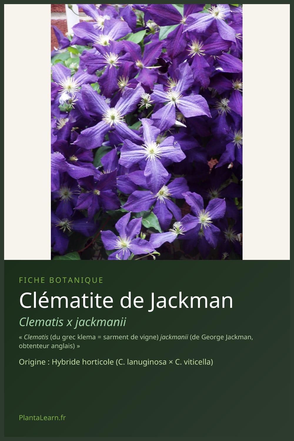 Clématite de Jackman — Pin Pinterest