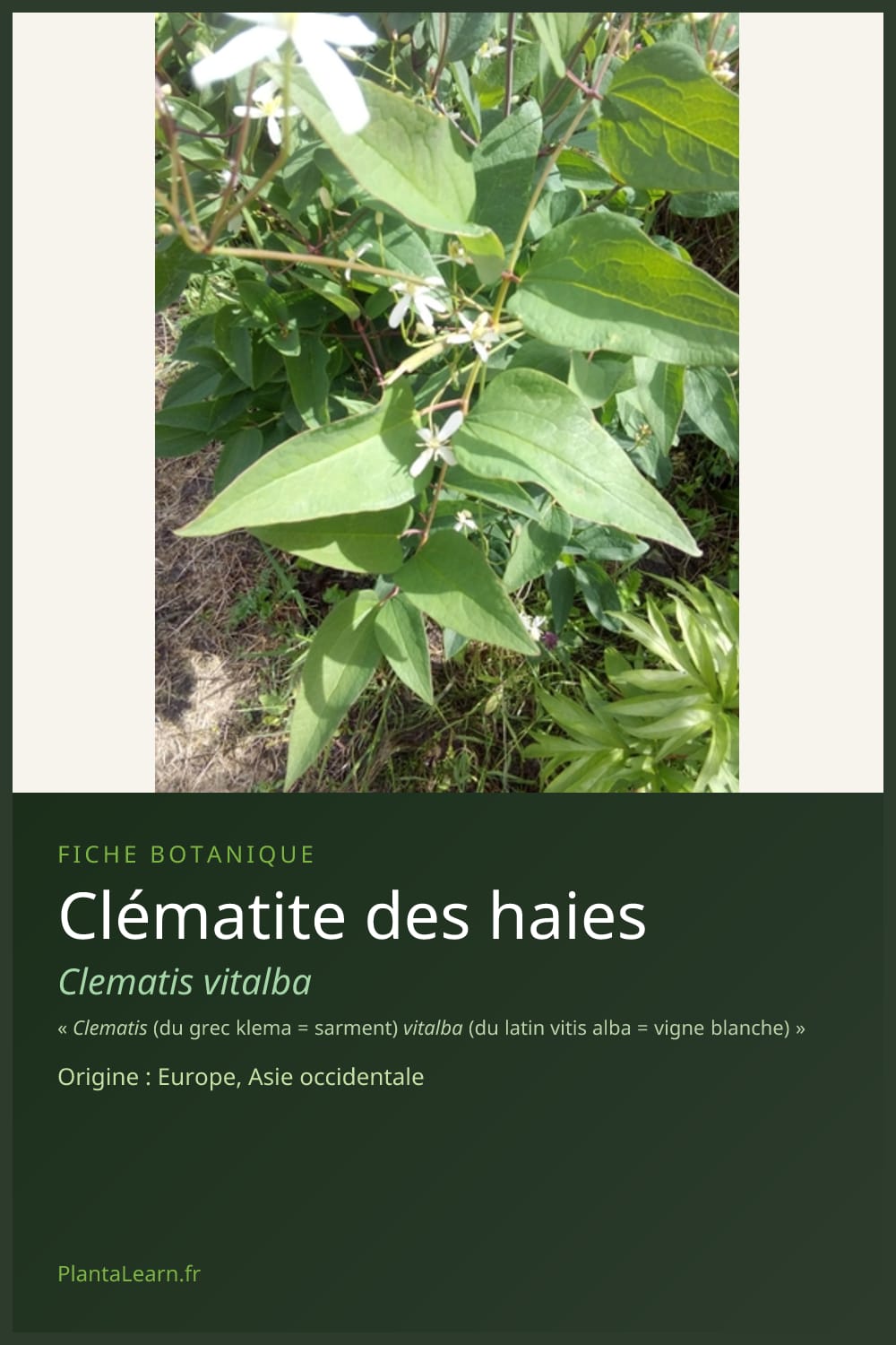 Clématite des haies — Pin Pinterest
