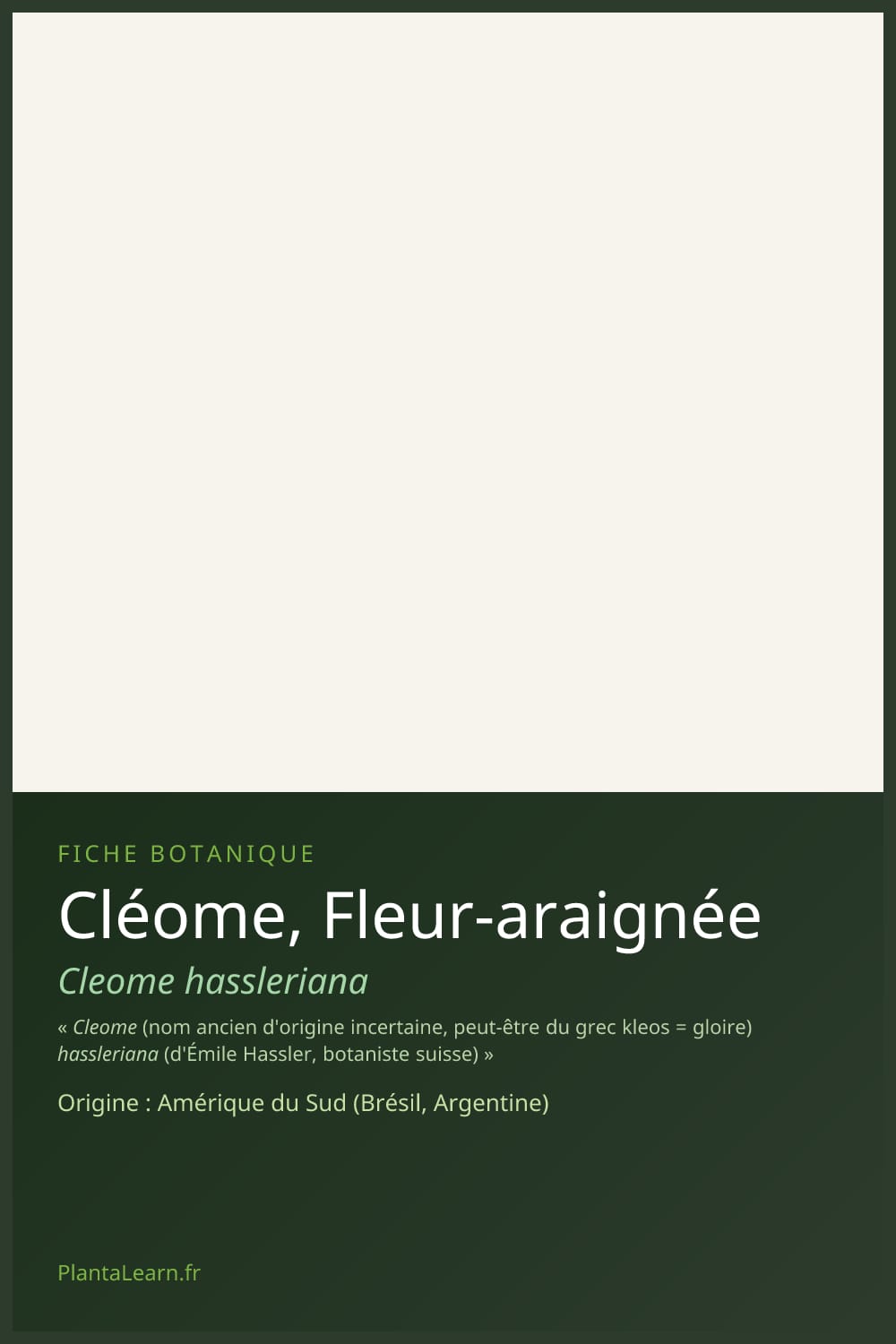 Cléome, Fleur-araignée — Pin Pinterest
