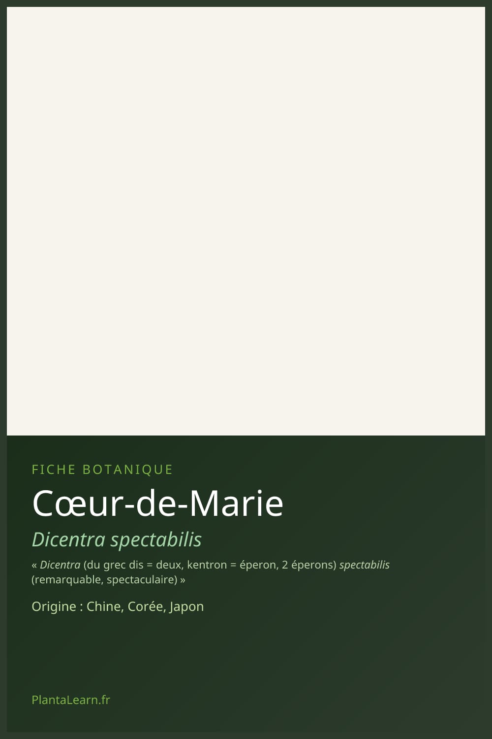 Cœur-de-Marie — Pin Pinterest