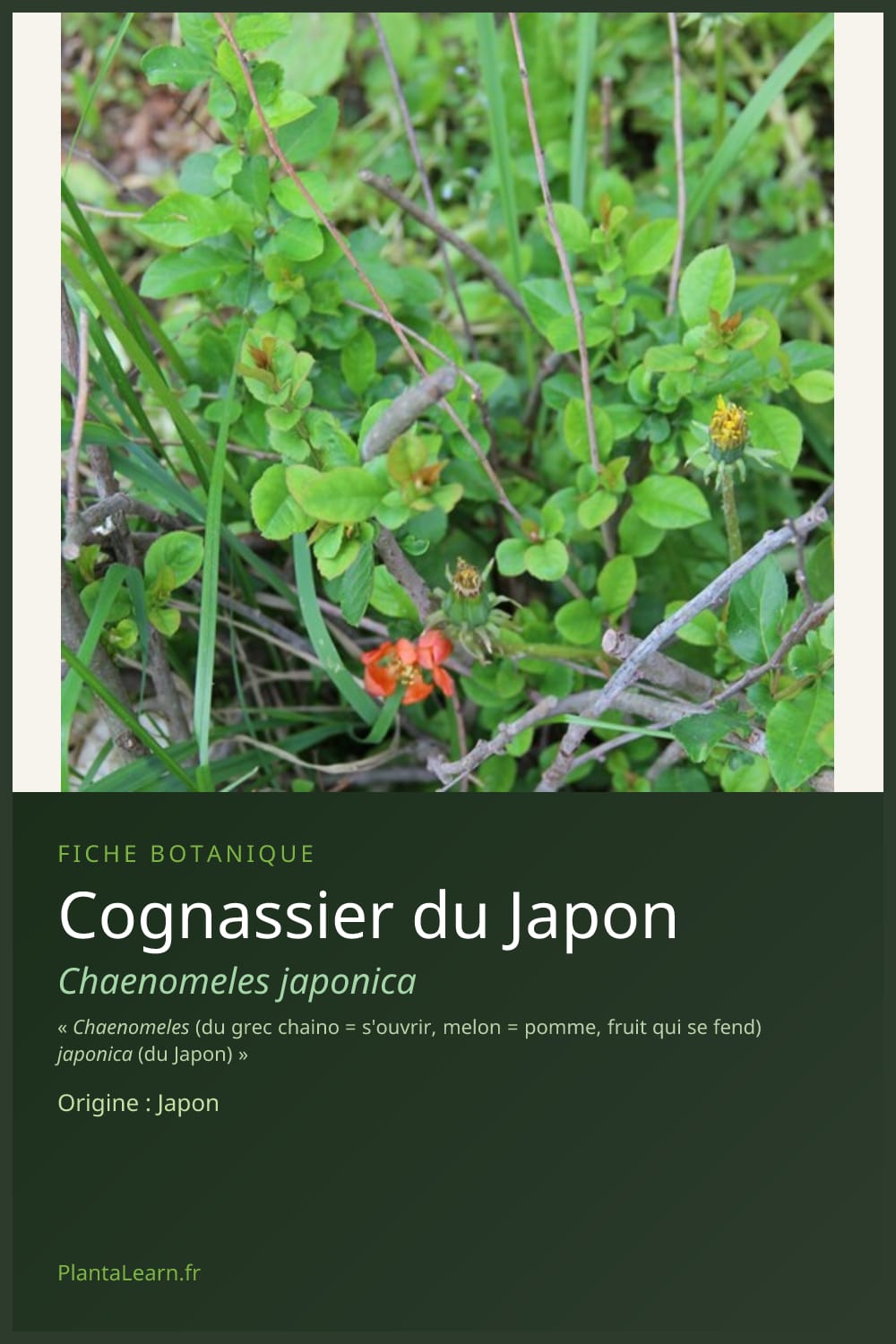 Cognassier du Japon — Pin Pinterest