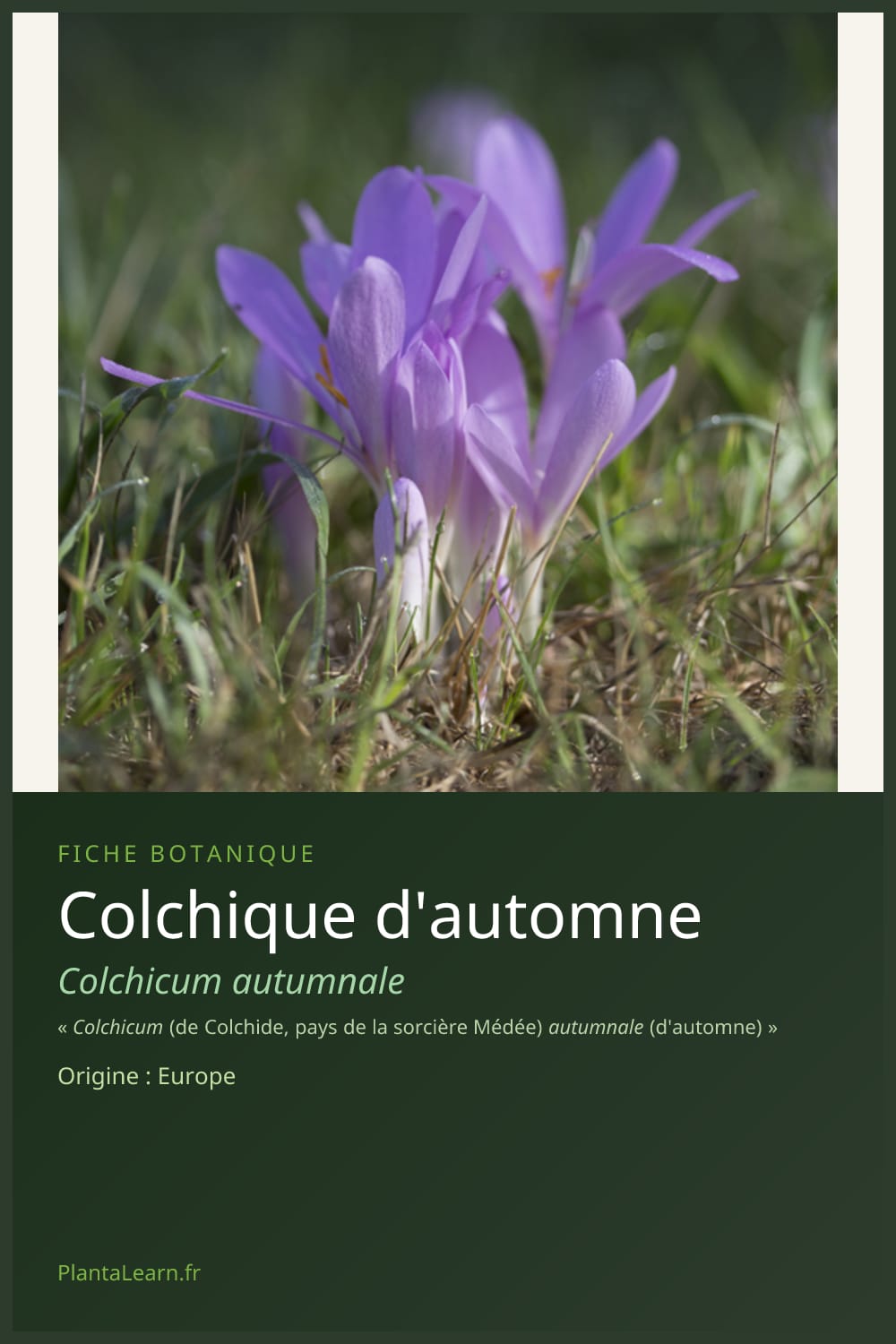 Colchique d'automne — Pin Pinterest