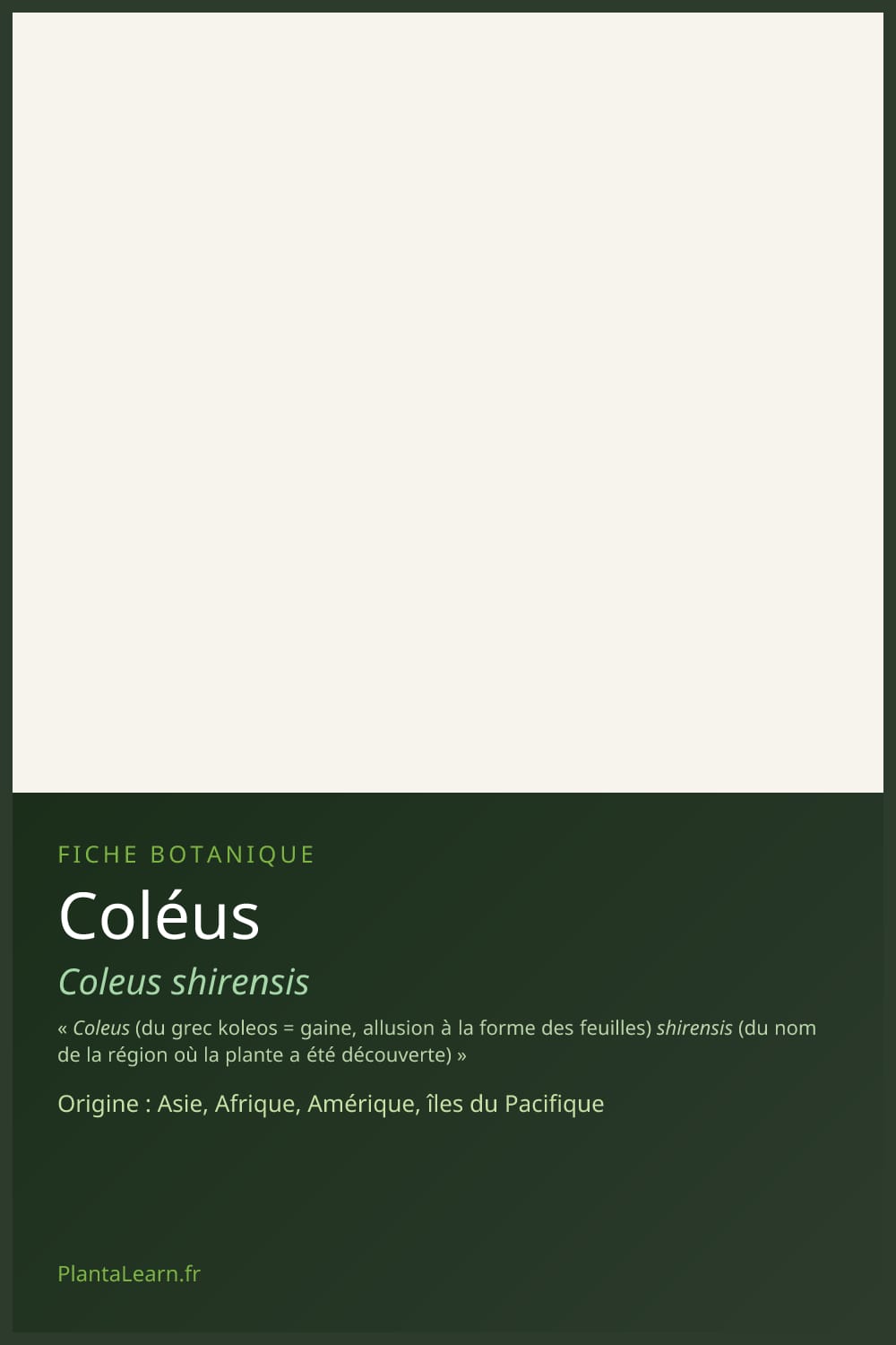 Coléus — Pin Pinterest