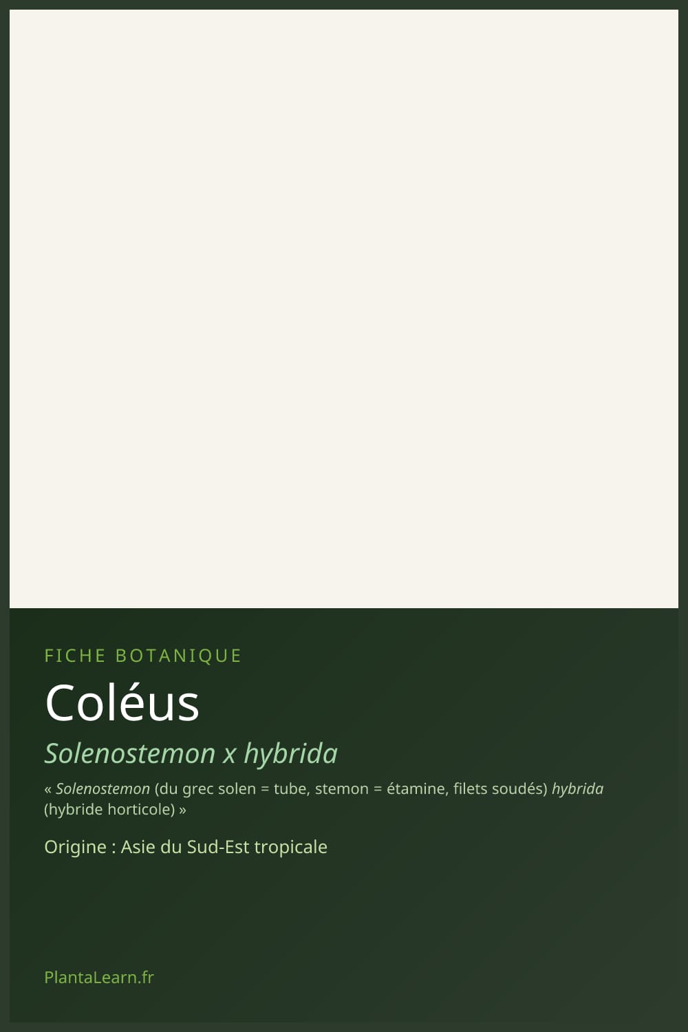 Coléus — Pin Pinterest