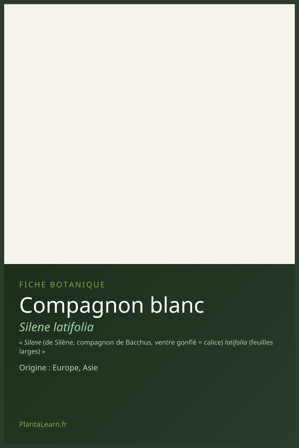 Compagnon blanc — Pin Pinterest