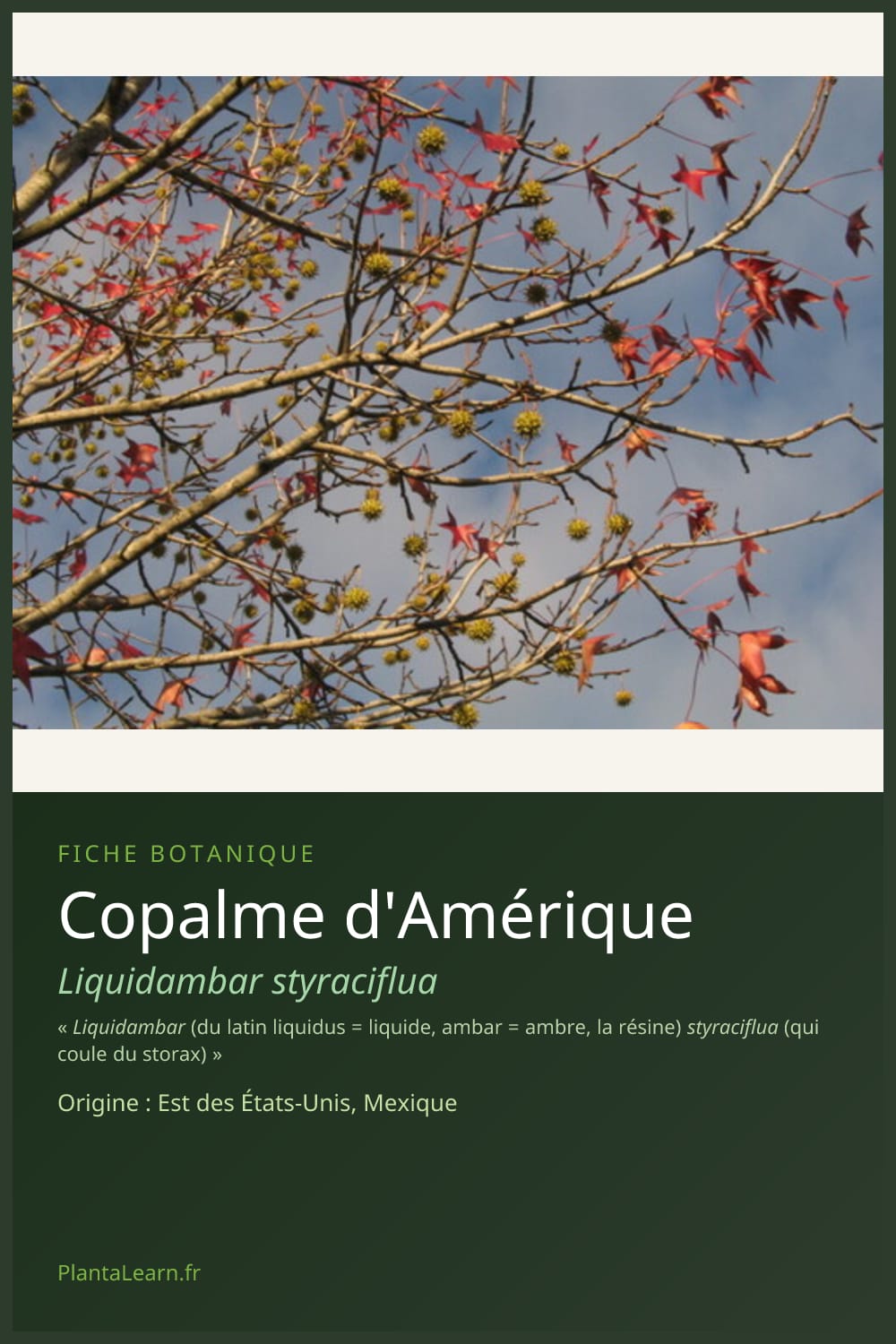 Copalme d'Amérique — Pin Pinterest