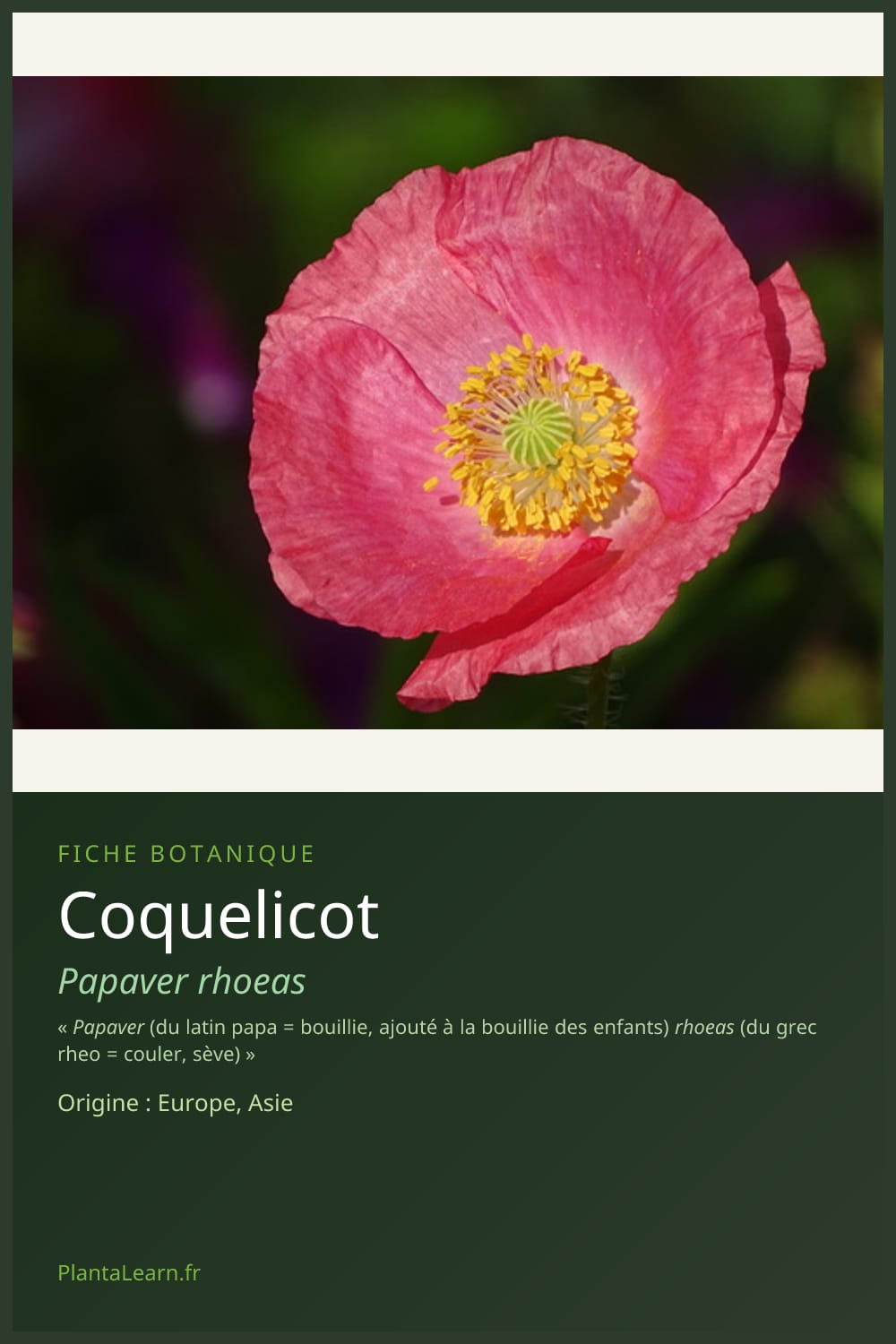 Coquelicot — Pin Pinterest
