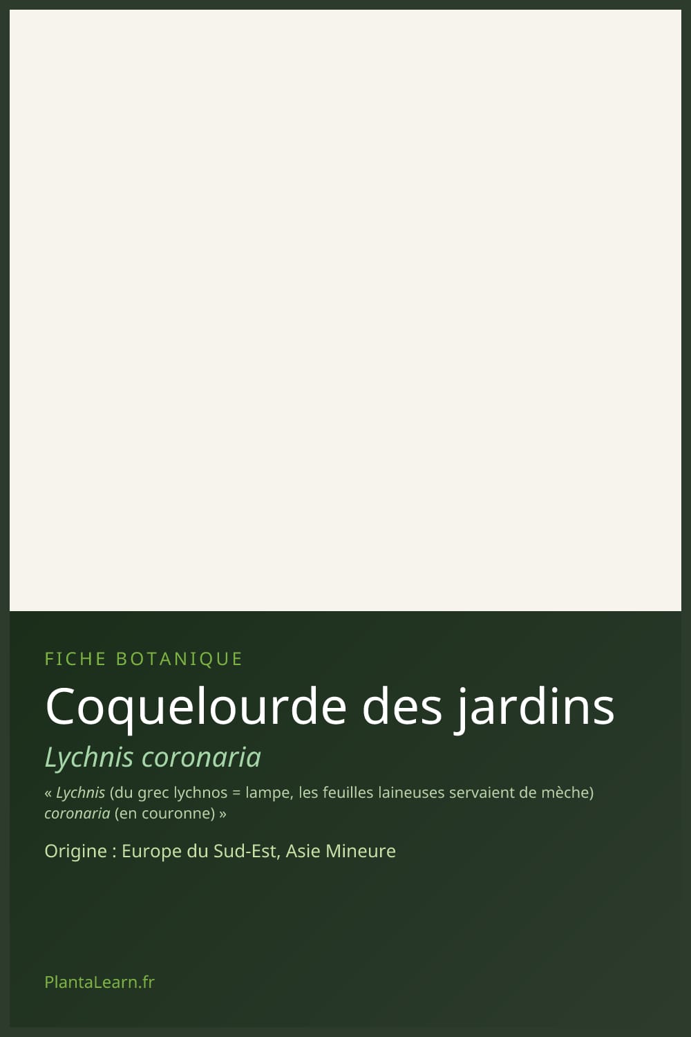 Coquelourde des jardins — Pin Pinterest
