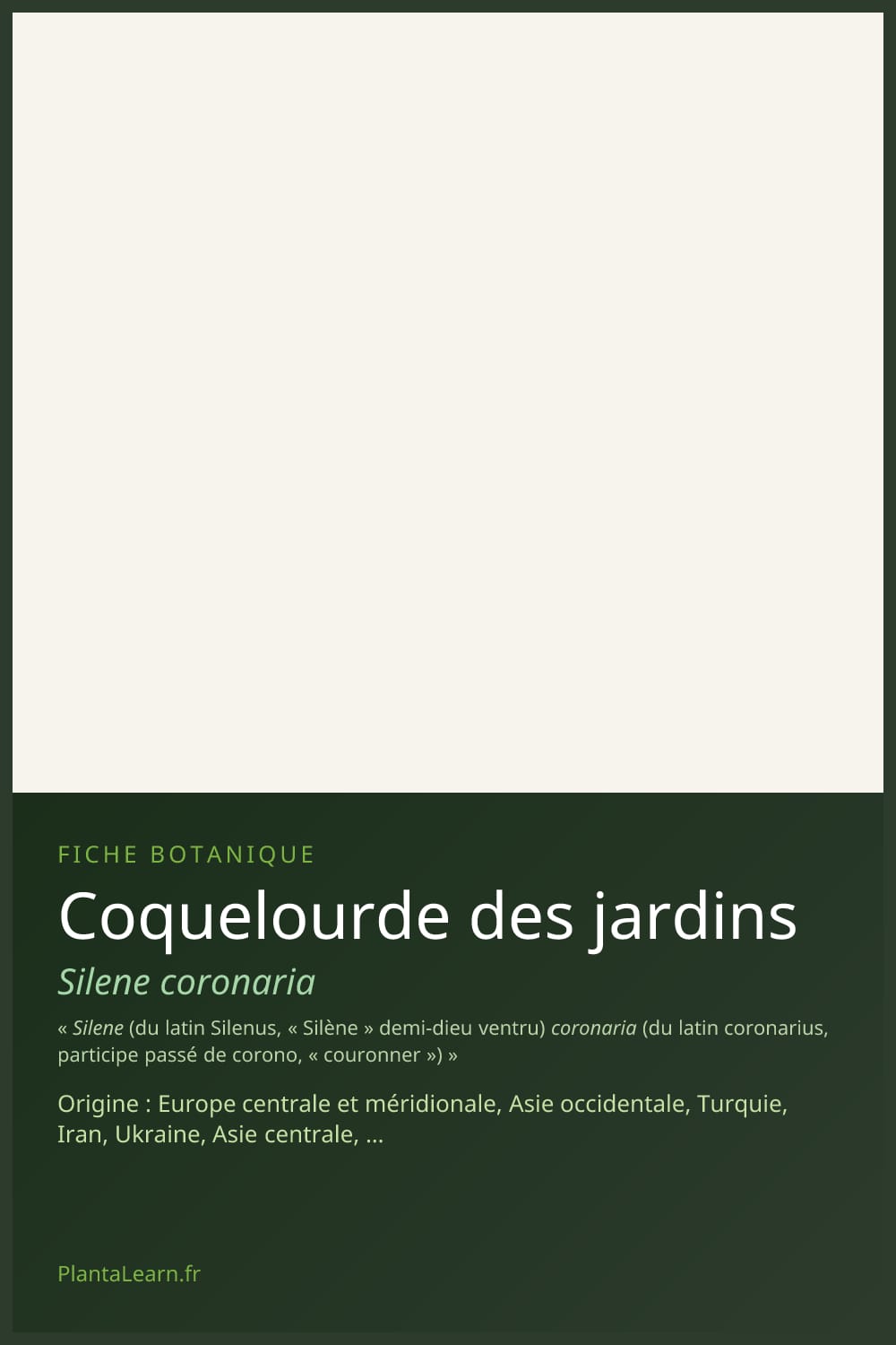 Coquelourde des jardins — Pin Pinterest