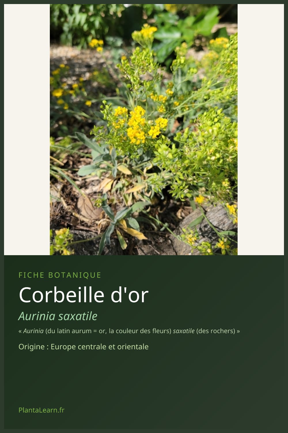 Corbeille d'or — Pin Pinterest