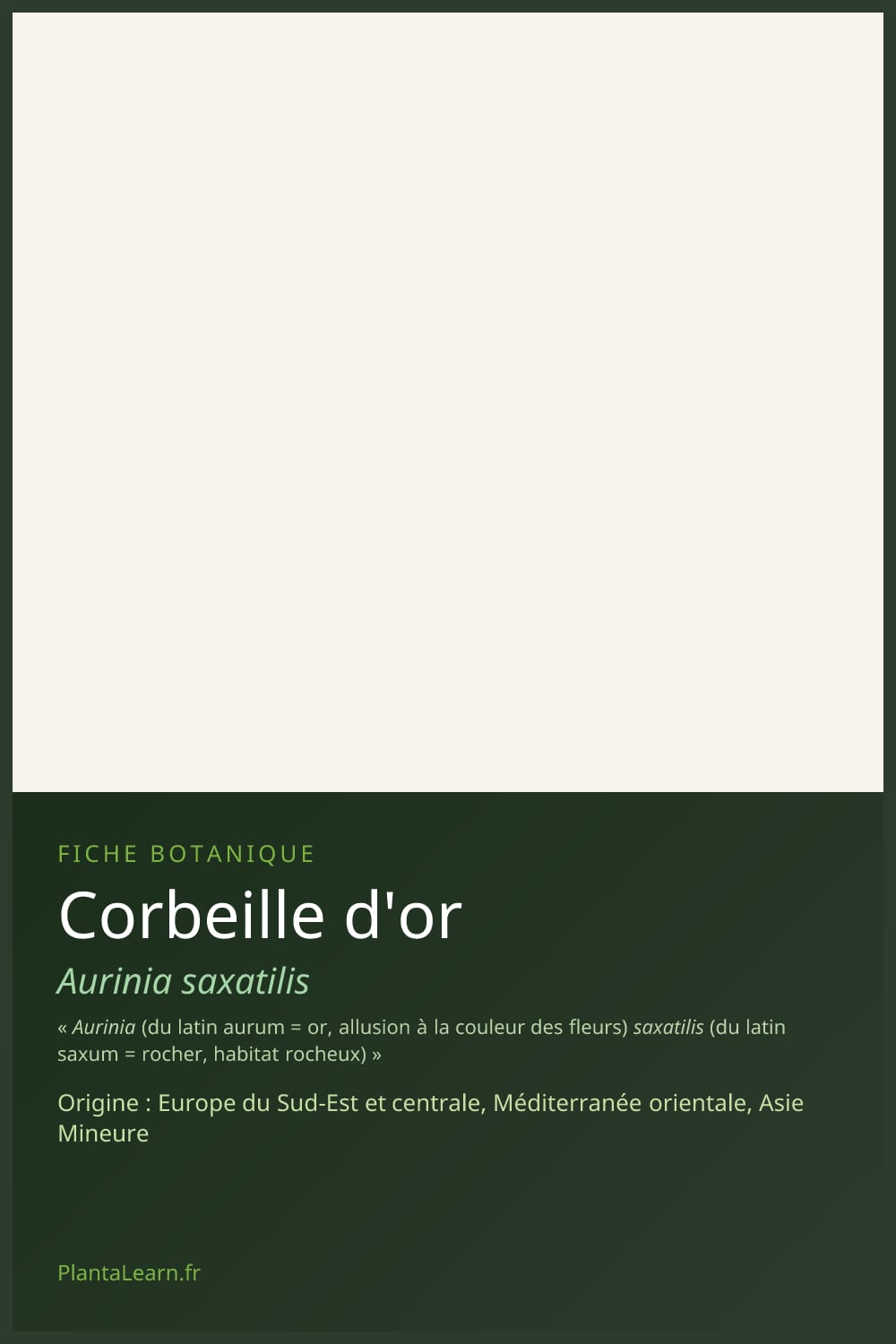 Corbeille d'or — Pin Pinterest