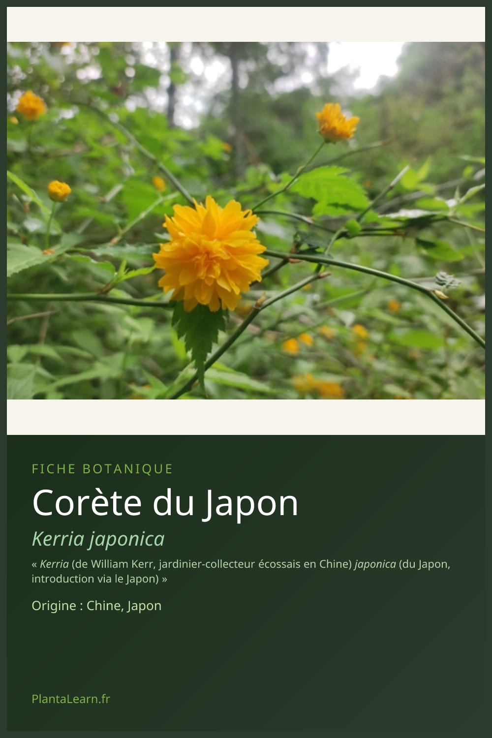 Corète du Japon — Pin Pinterest