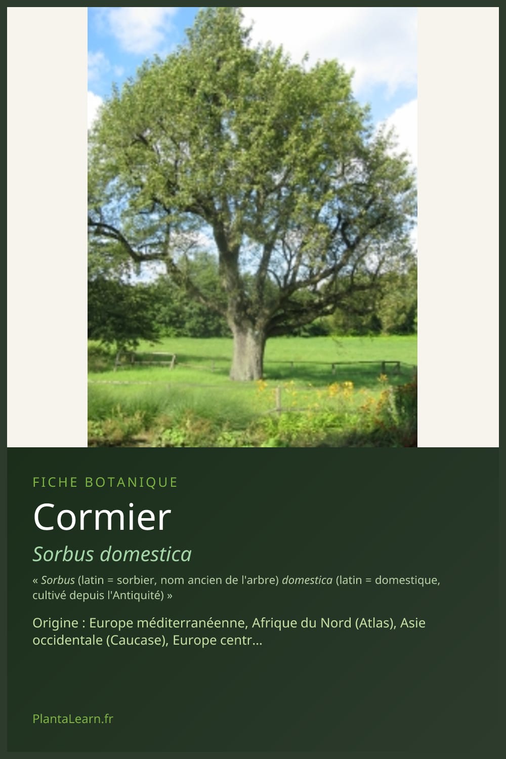 Cormier — Pin Pinterest