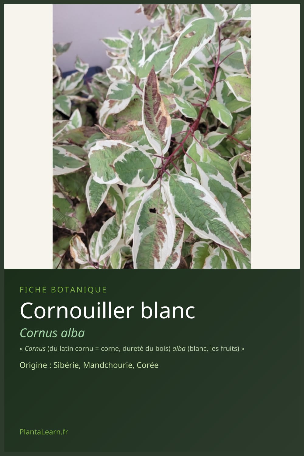 Cornouiller blanc — Pin Pinterest