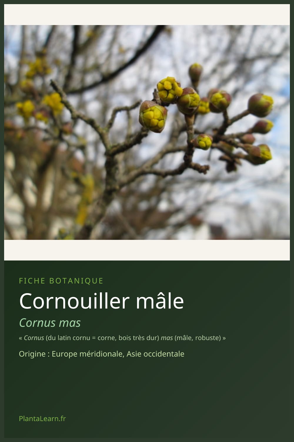 Cornouiller mâle — Pin Pinterest