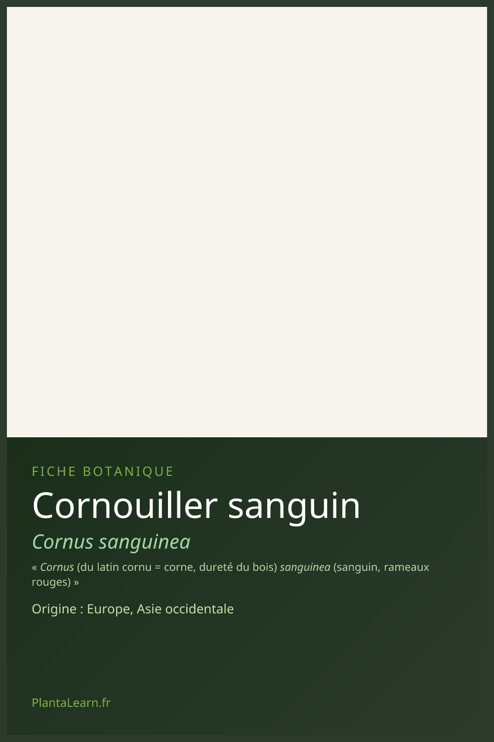 Cornouiller sanguin — Pin Pinterest