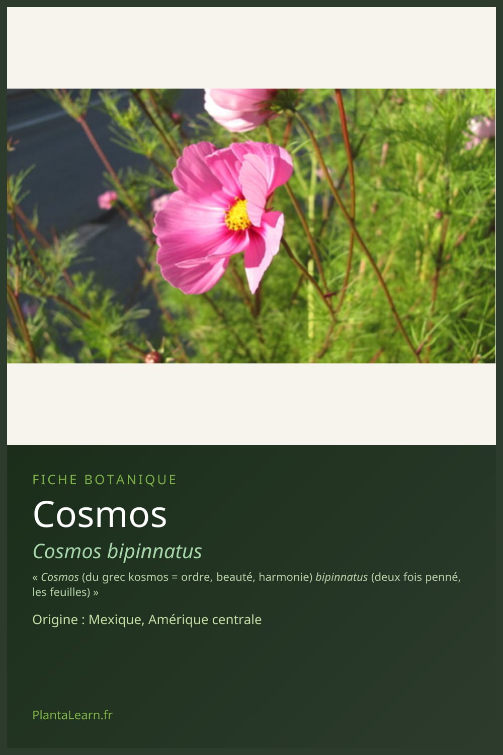 Cosmos — Pin Pinterest