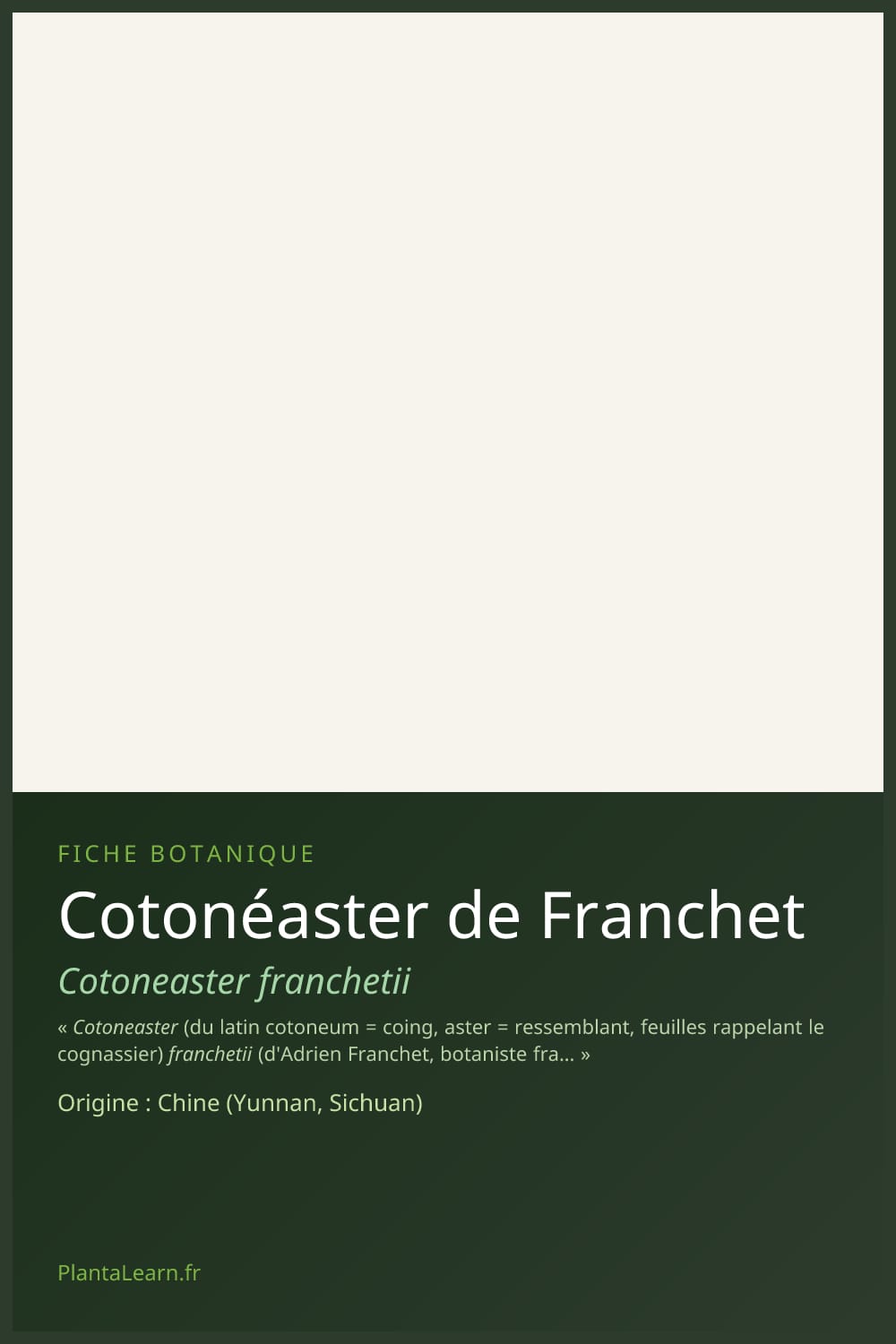 Cotonéaster de Franchet — Pin Pinterest