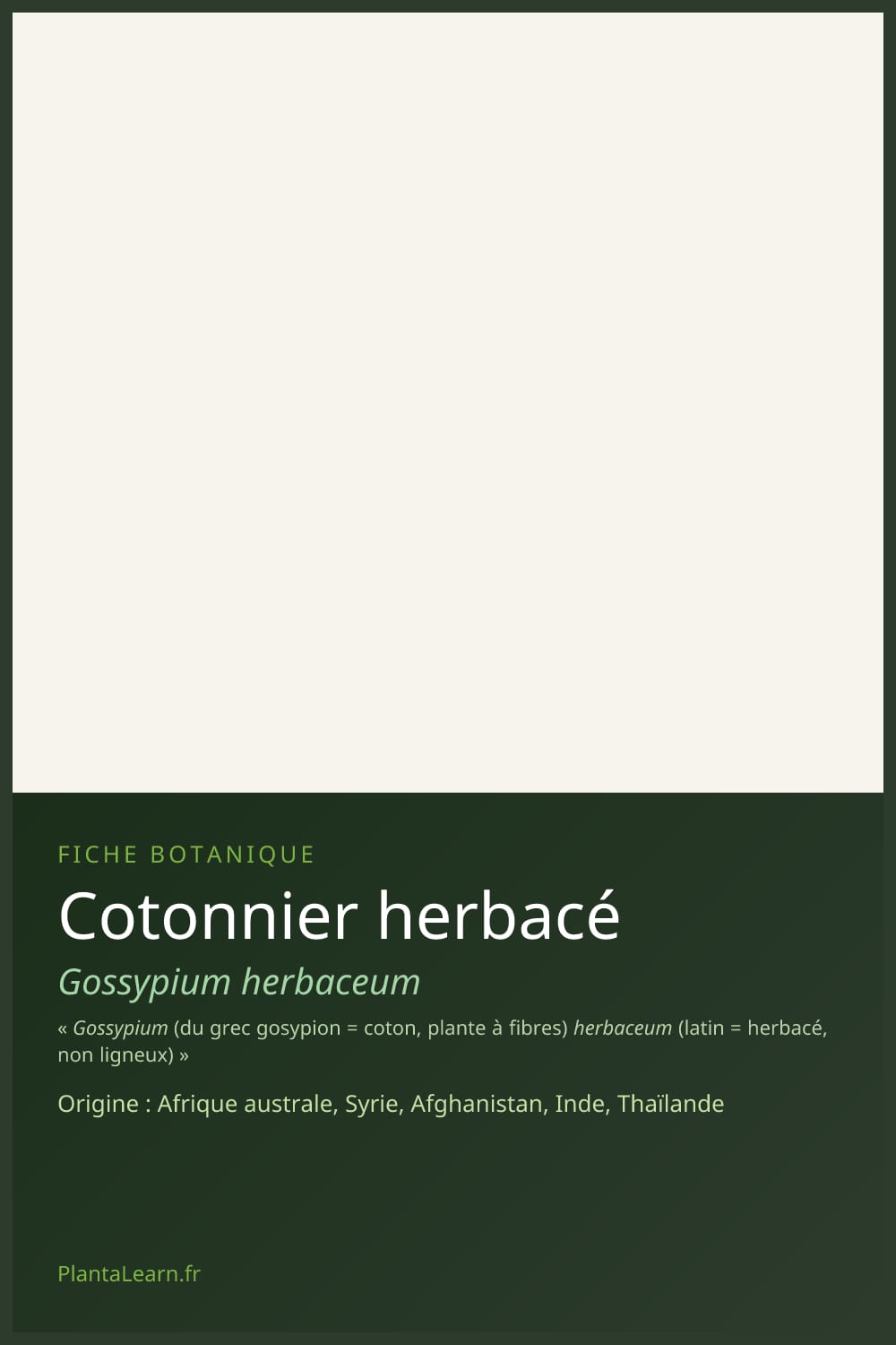 Cotonnier herbacé — Pin Pinterest