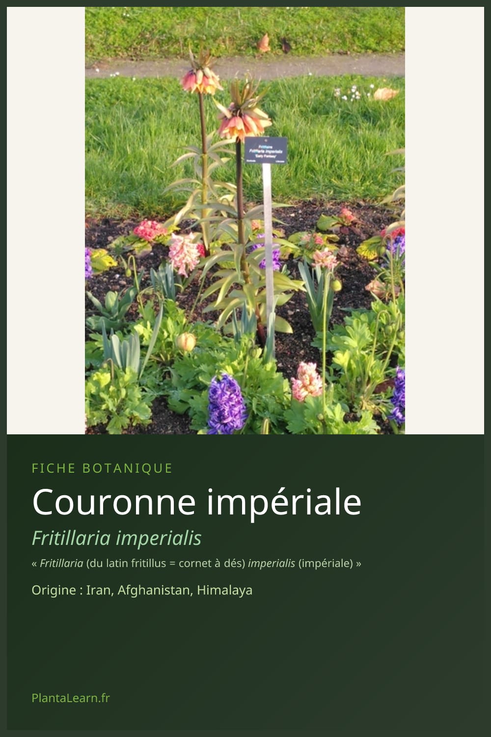 Couronne impériale — Pin Pinterest