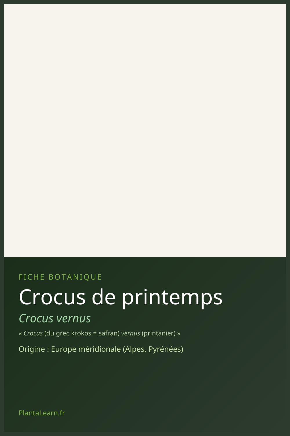 Crocus de printemps — Pin Pinterest