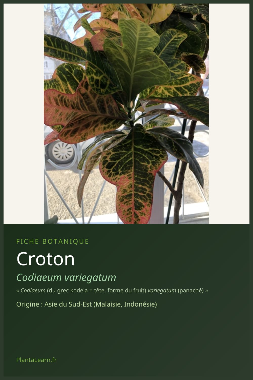 Croton — Pin Pinterest