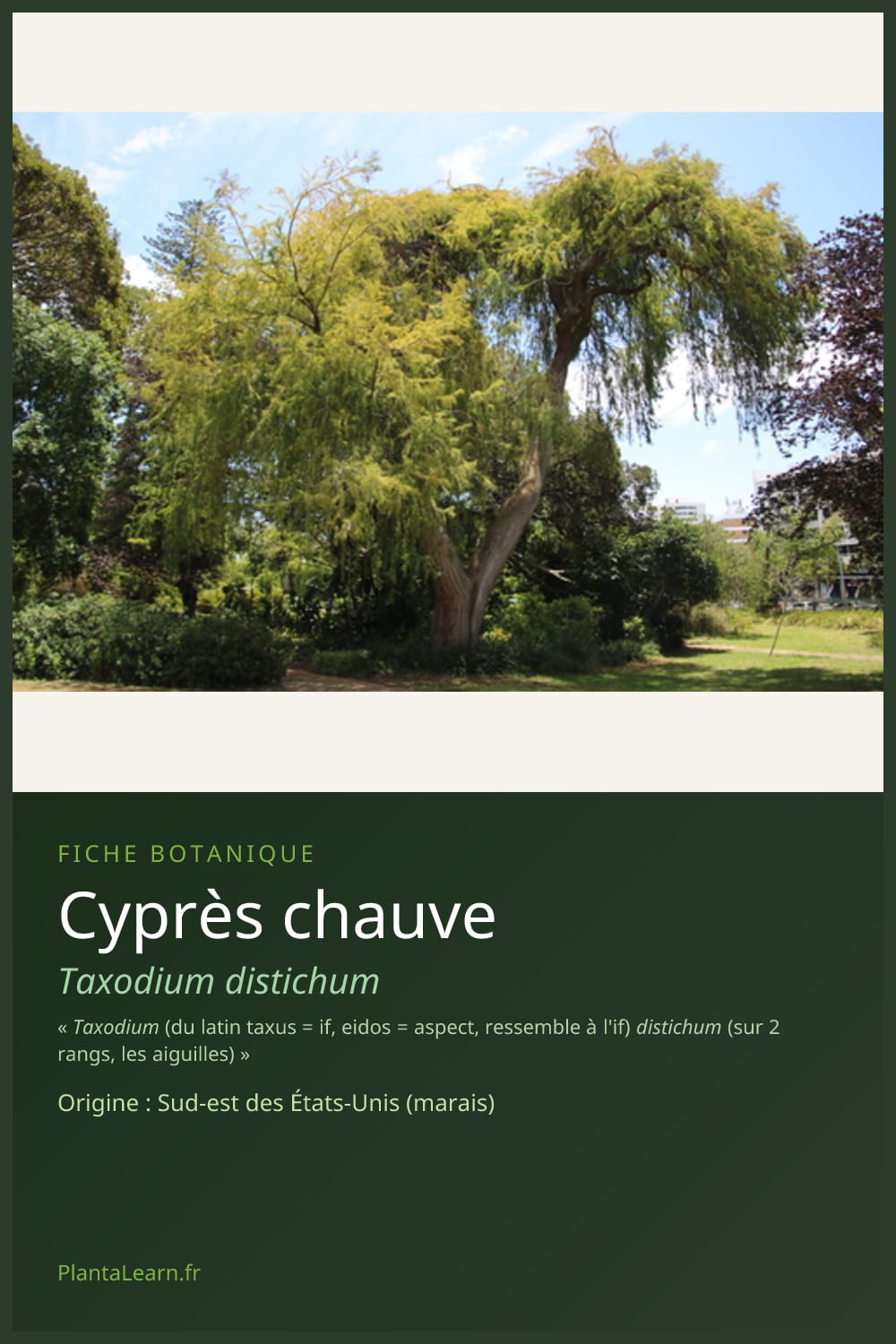 Cyprès chauve — Pin Pinterest