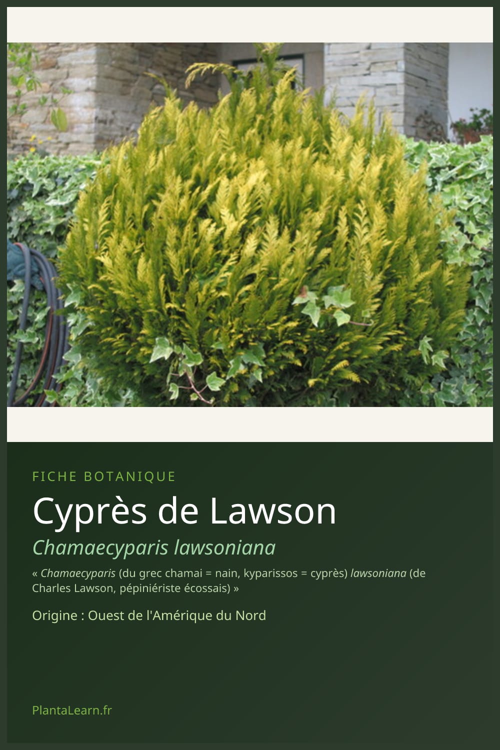Cyprès de Lawson — Pin Pinterest