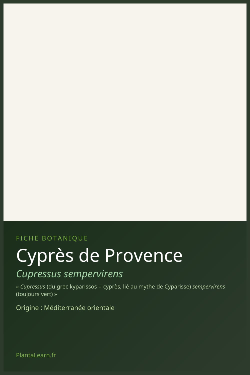 Cyprès de Provence — Pin Pinterest