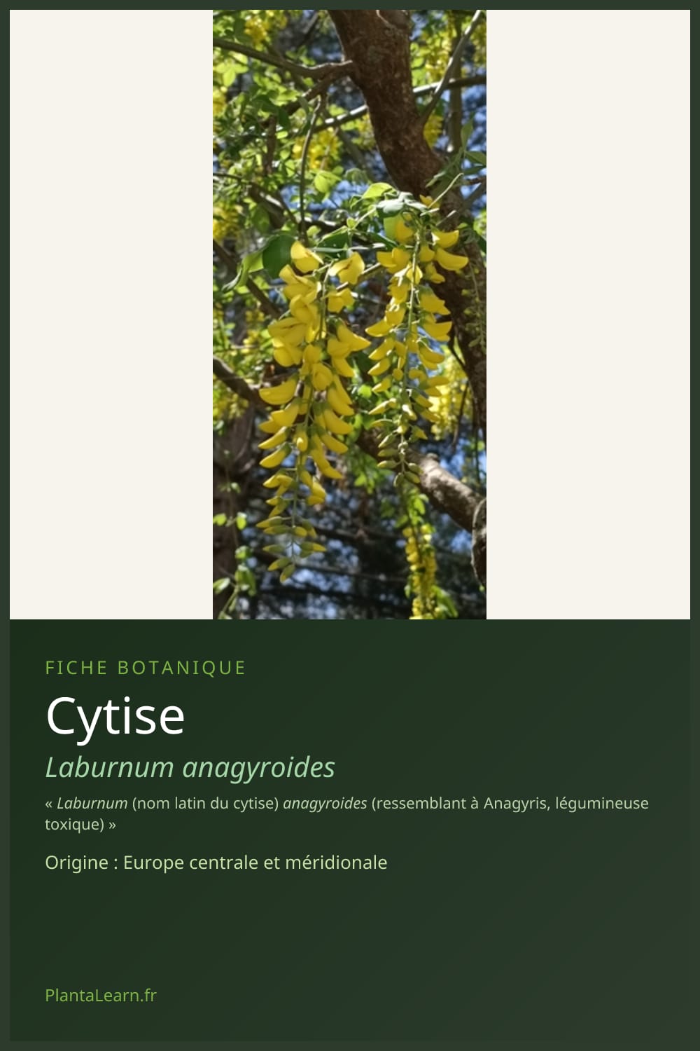 Cytise — Pin Pinterest