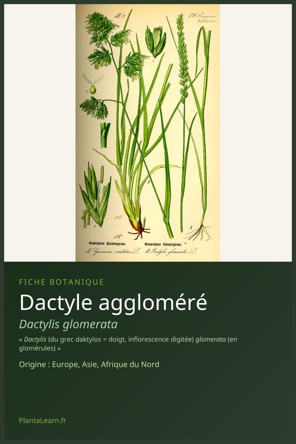 Dactyle aggloméré — Pin Pinterest