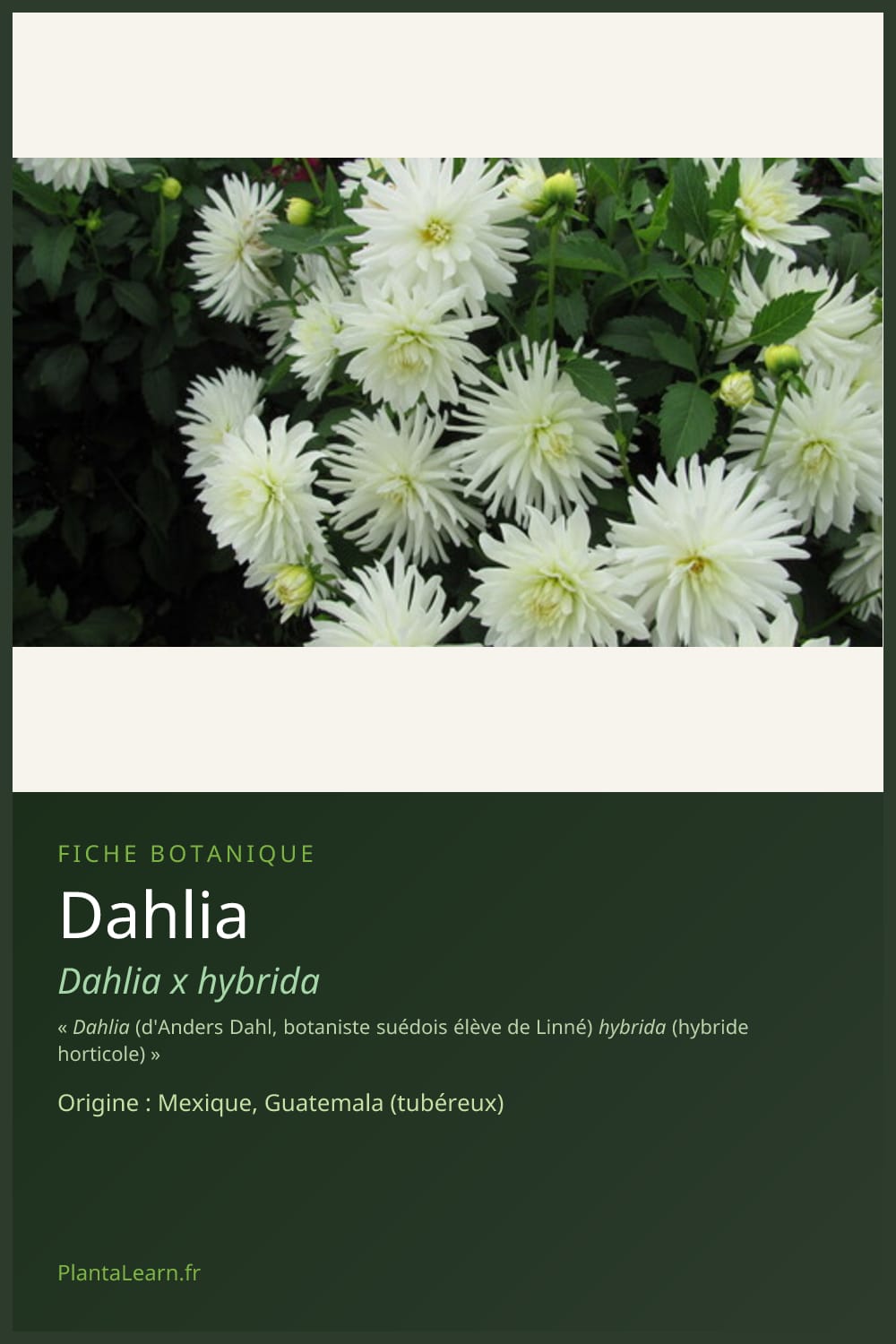 Dahlia — Pin Pinterest