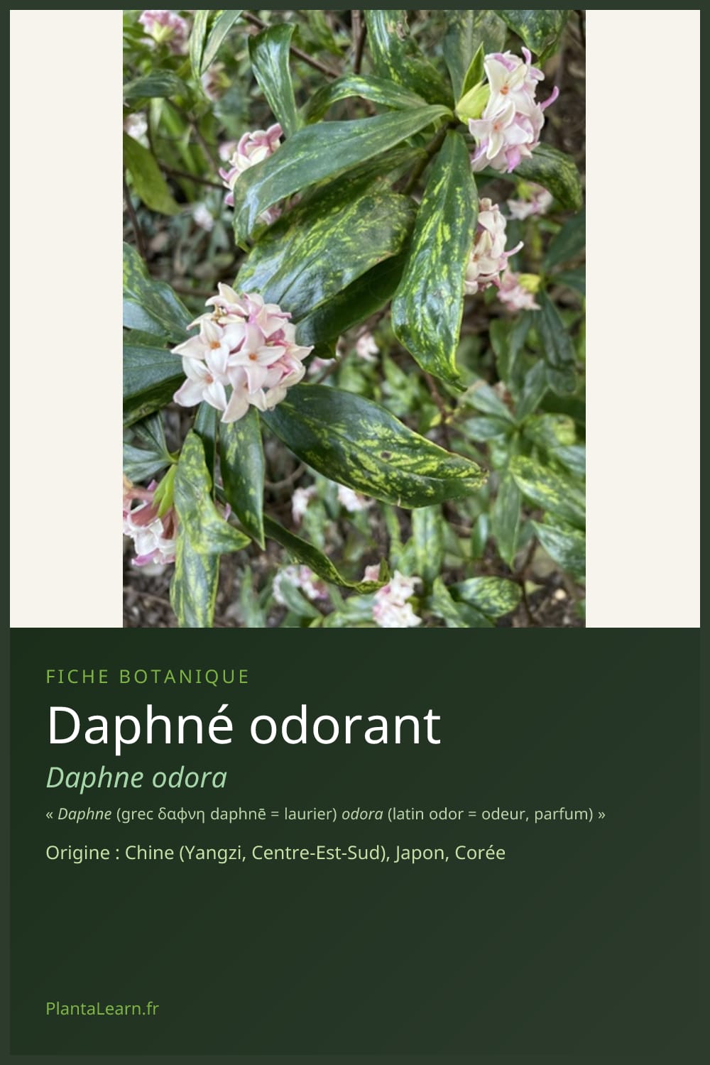 Daphné odorant — Pin Pinterest