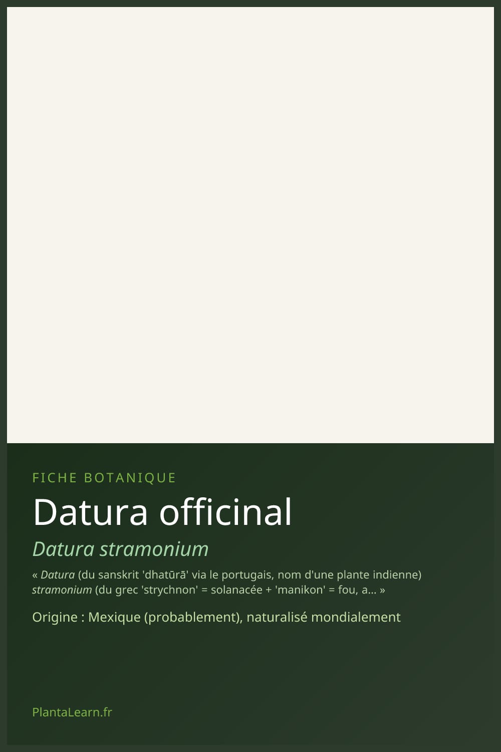 Datura officinal — Pin Pinterest
