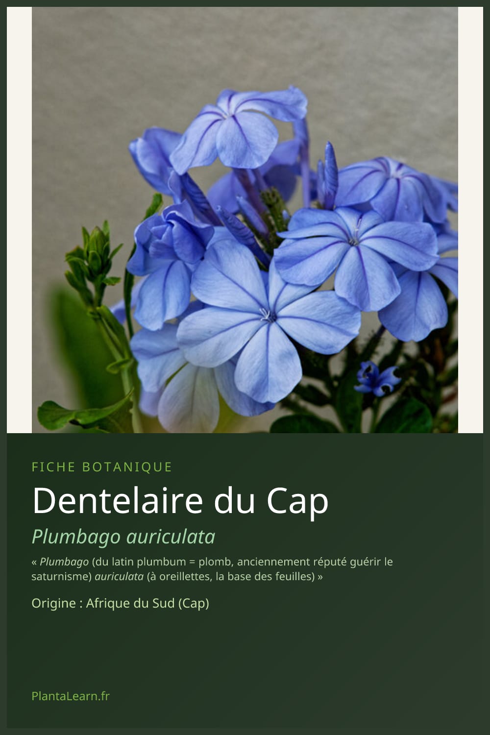 Dentelaire du Cap — Pin Pinterest