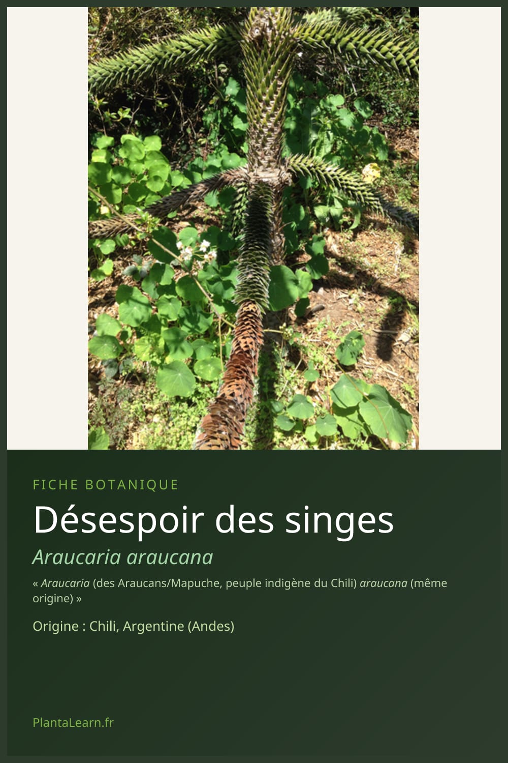 Désespoir des singes — Pin Pinterest