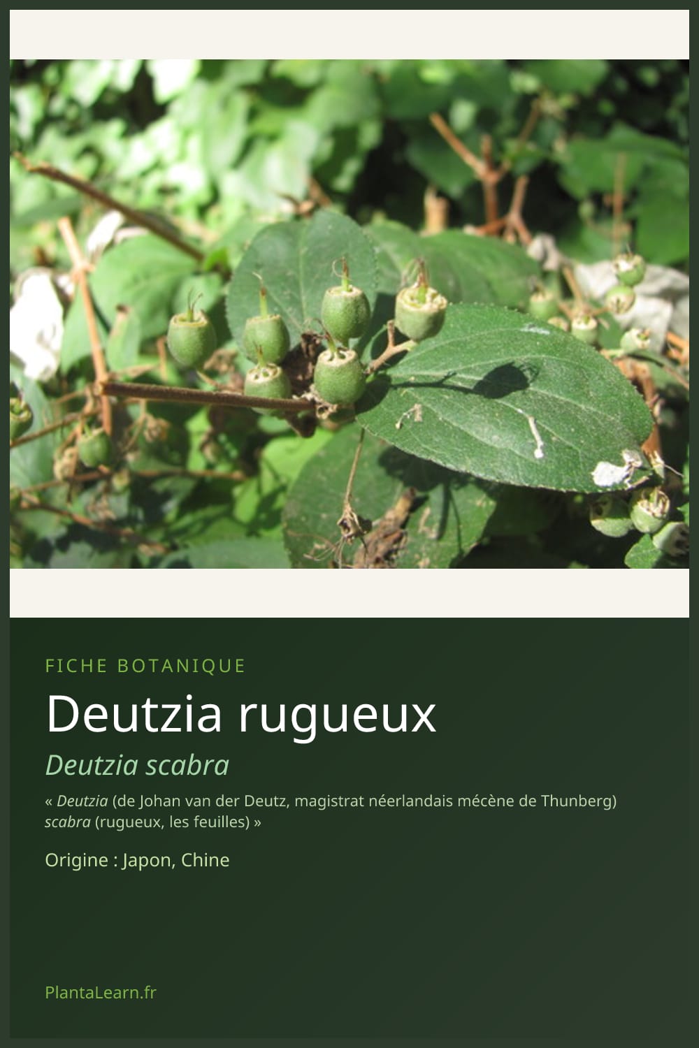 Deutzia rugueux — Pin Pinterest
