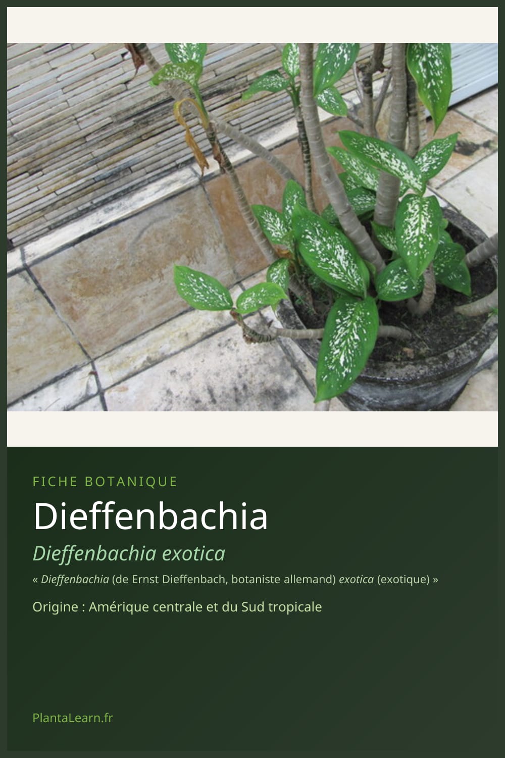 Dieffenbachia — Pin Pinterest